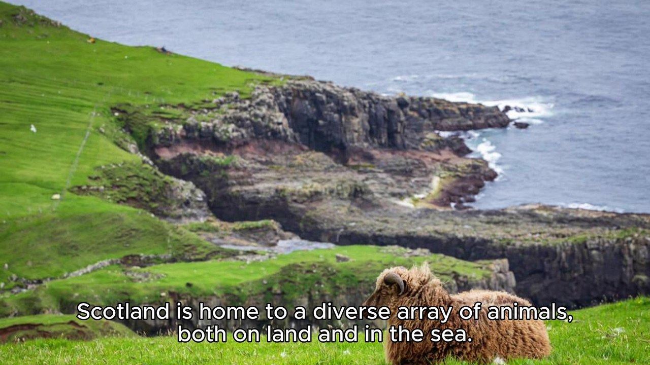 SCOTLAND ANIMALS