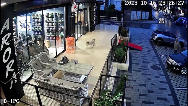 Pitbull cinsi köpeğini sokak köpeklerine saldırtan kişiye vatandaşlar engel oldu