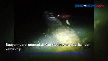 Buaya 4 Meter Muncul di Kali, Warga Pesisir Teluk Bandar Lampung Geger