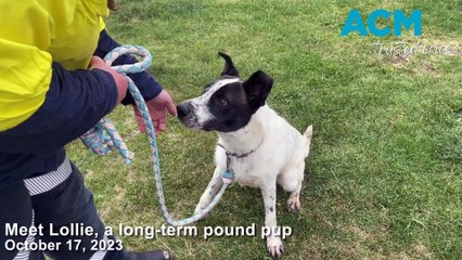 Meet Lollie, a pound pup looking for her forever home