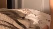 Silly cat slumps off bed while encouraging owner to play with him