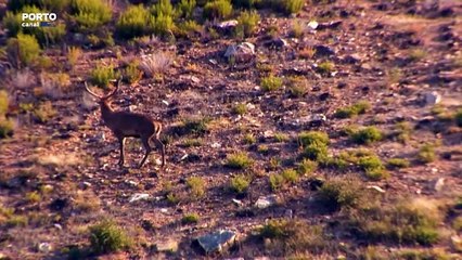 Excerto da entrevista a Lemuel Silva, biólogo, sobre a brama dos veados