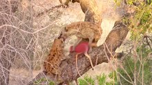 Why Hyenas Shouldn't Climb Trees