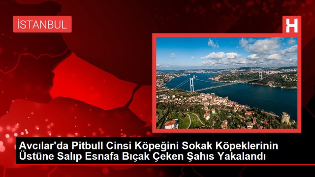 Avcılar'da Pitbull Cinsi Köpeğini Sokak Köpeklerinin Üstüne Salıp Esnafa Bıçak Çeken Şahıs Yakalandı