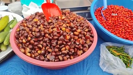 La récolte des châtaignes a commencé à İnebolu