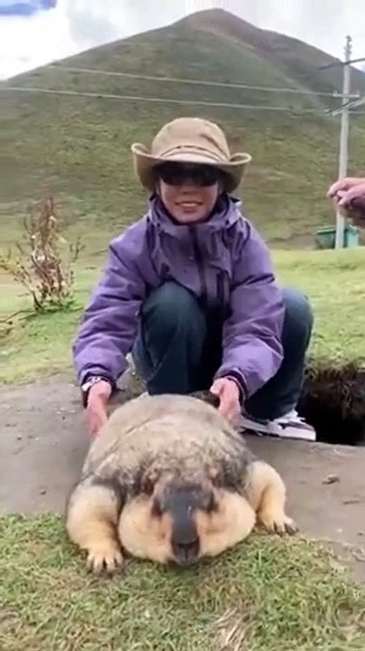 Cette marmotte est vraiment bien nourrie par les touristes