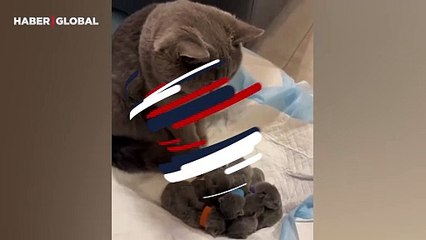 Yavrularını doğurduktan sonra şaşkınlıkla bakan kedi kahkahaya boğdu: 'Hepsini ben mi doğurdum'