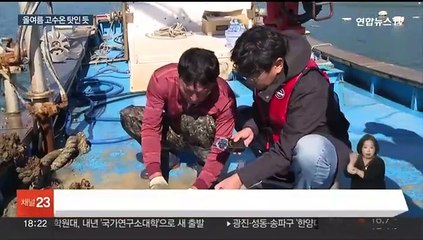 "빈껍데기밖에 없어요"…고흥서 굴·가리비 집단 폐사