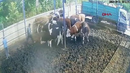 DANA BOYNUZ DARBESİYLE ÜRETİCİYİ 2 METRE HAVAYA FIRLATTI