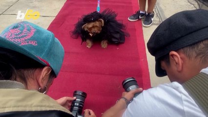Peruvian Pups Compete For Best Halloween Costume and it’s Adorable