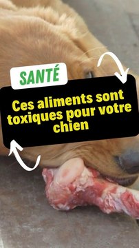 Ces aliments sont toxiques pour votre chien