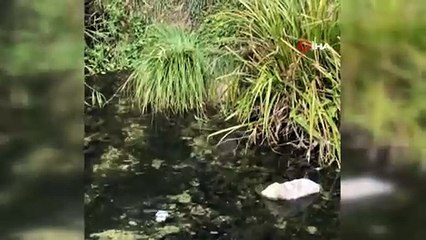 Nesli tükenme tehdidine yakın olan su samuru Gölcük'te görüntülendi