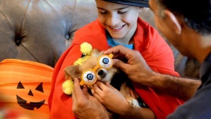 How to Keep Your Pets Safe This Halloween!