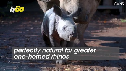This Baby Rhino Is One of the Funniest Newborns Out There