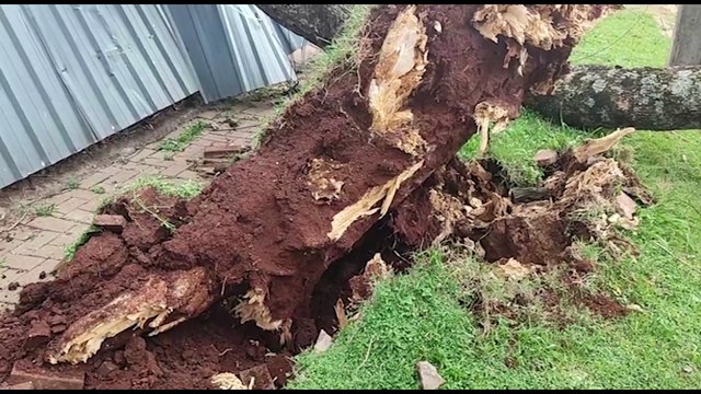 Vendaval arranca árvore pela raiz na rua Sete de Setembro