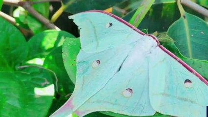 अजब गजब: सागर के ग्रामीण अंचल में दिखी दुर्लभ तितली,देखें Video