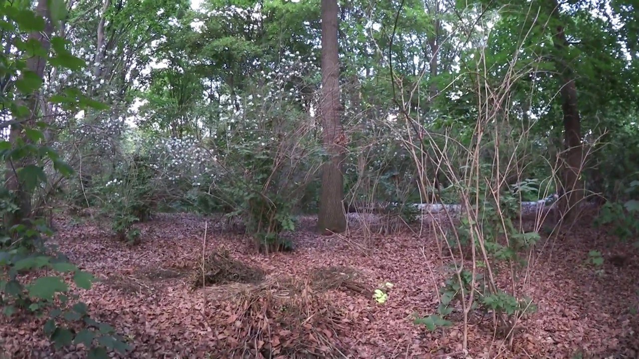 Eichhörnchen - squirrels #Aussprache #easyGermanLearning #German