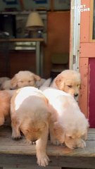 Paws Down for Breakfast: Cute Puppy Descent || Heartsome 