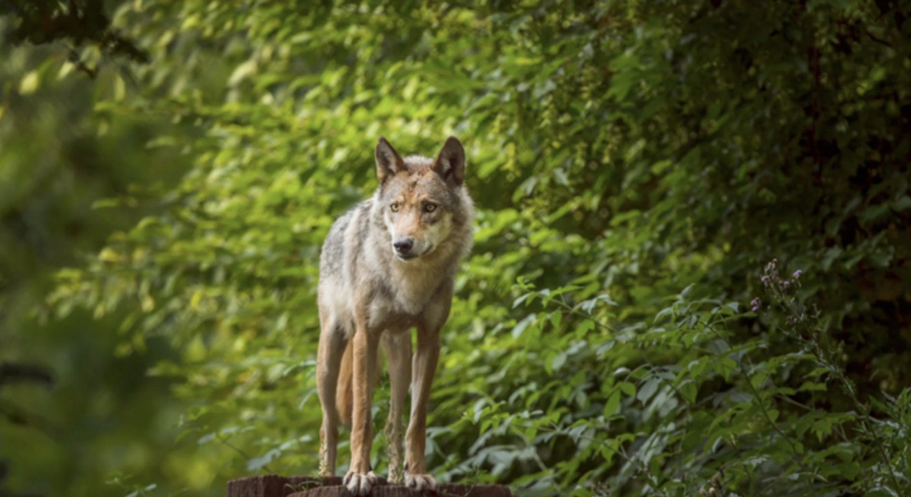 Brandenburg: wolf tötet zahlreiche sikahirsche!