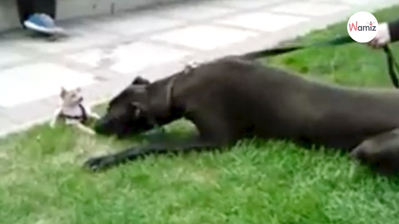 „Gefährlicher“ Chihuahua greift Deutsche Dogge an: Alle müssen laut lachen (Video)