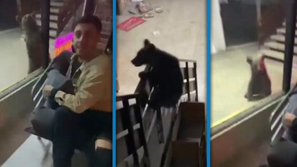 Karabük'te yavru ayı iş merkezine girip, sokaklarda koştu; görenler kaçtı