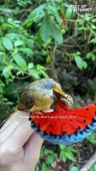 Royal Flycatchers' Magnificent Crests Up Close || Best of Internet