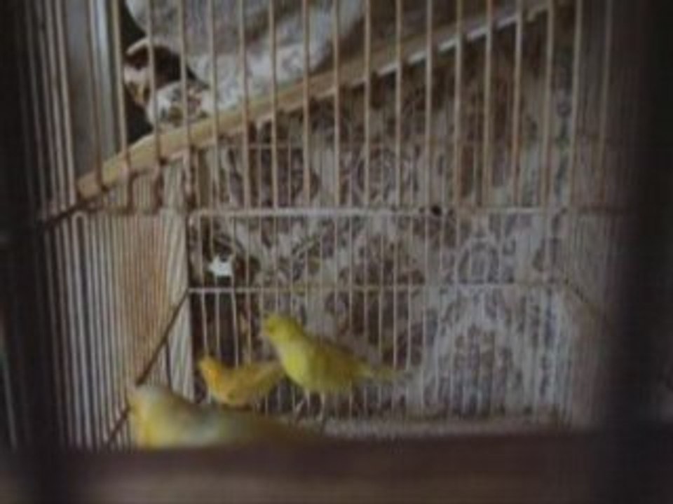 Serin