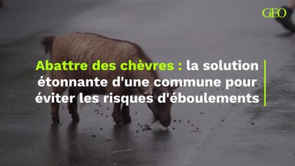 Abattre des chèvres : la solution étonnante d'une commune pour éviter les risques d'éboulements