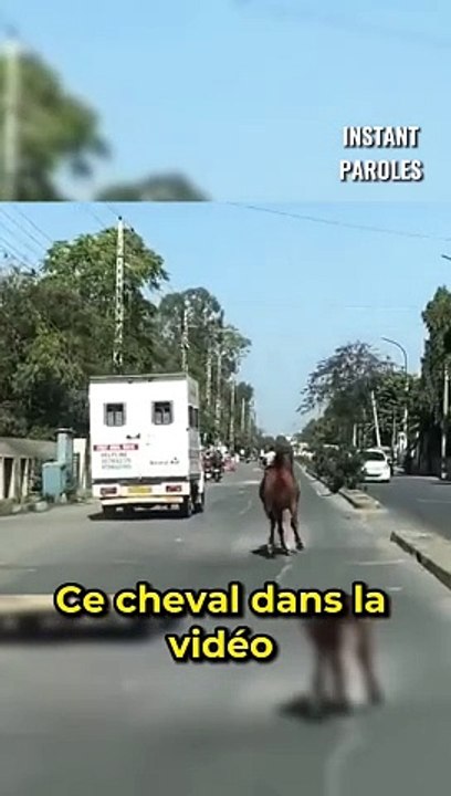 Ce cheval suit ce camion d’ambulance sur 8 kilomètres