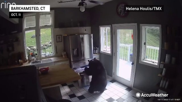 Security camera catches bear taking lasagna from Connecticut home