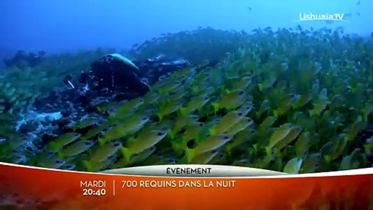 700 requins dans la nuit