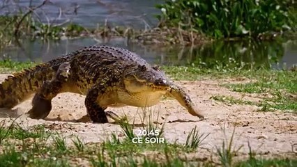 Kalahari, l'autre loi de la jungle