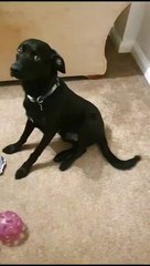 Un chiot déchire un rouleau de papier peint