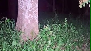 Paranormal activity ghost on camera part 255