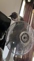 Kitten Rides Oscillating Fan