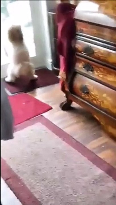 Ce chat ne prendra plus jamais la chatière sereinement