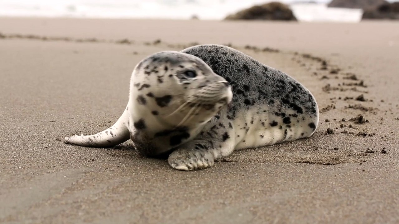 sweet animals