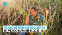 Récord de pérdidas de cultivos en México durante el 2023