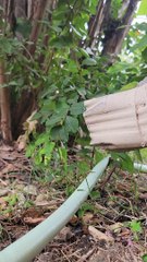 Un écureuil sauvé après être resté coincé dans une gouttière