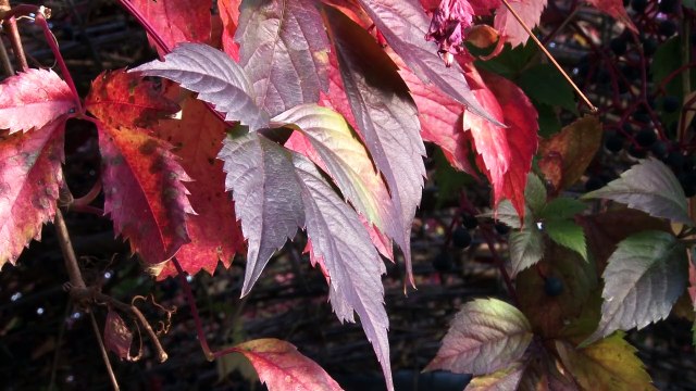 Dziennik Zachodni / Jesien w ogrodach Kapias / Andrzej Kornaś