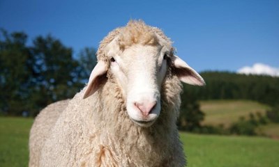 زوجة تقدم خروفًا لزوجها لكي لا يتزوج عليها