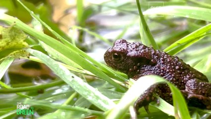Dighe obsolete e dannose per i fiumi: ecco come l'Ue vuole disfarsene