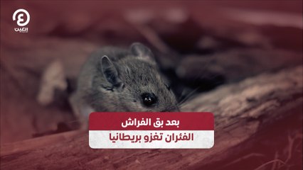 بعد بق الفراش.. الفئران تغزو بريطانيا