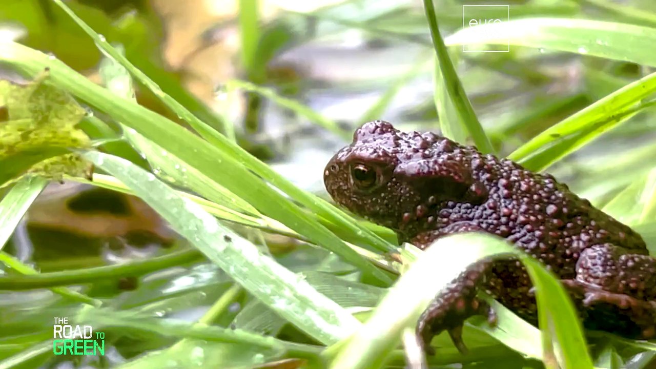 Europas Flüsse renaturieren: Menschen und Natur haben viel zu gewinnen