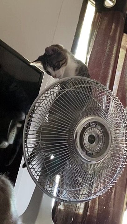 Kitten Rides Oscillating Fan