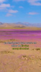 Estas son las Curiosidades del Desierto de Atacama