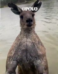 Homem luta com canguru para salvar vida de cachorro na Austrália; veja vídeo