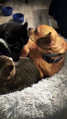 Three Pets Argue Over One Bed