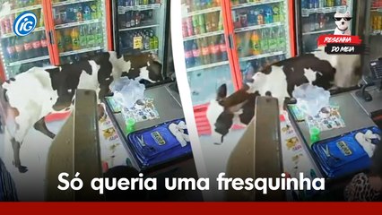 Resenha do MEIA: Vaca invade mercado com ar-condicionado para se refrescar