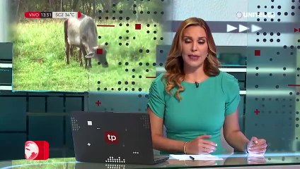 Fegasacruz pide endurecer las penas por abigeato